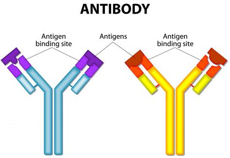 What Is Antigen Binding With Pictures