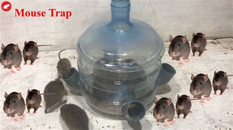 This is a very simple and cheap way to catch mice and smaller rats without harming them. Water Bottle Mouse Trap/DIY make A Mouse Trap Homemade ...