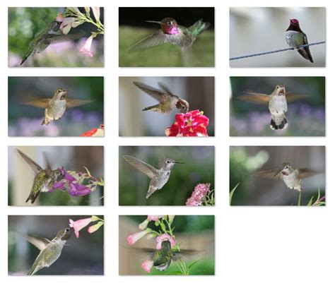 Hummingbirds Theme For Windows 10 Download Pureinfotech