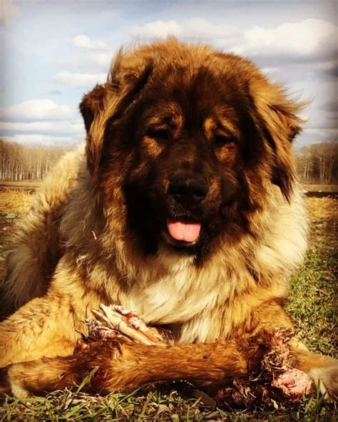 Large Russian Dog Breedssave Up To 16
