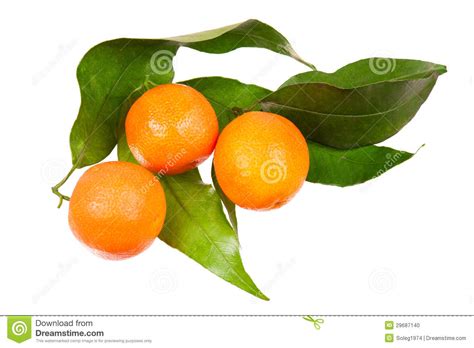 Oranges Isolated On White Stock Photo Image Of Juicy 29687140