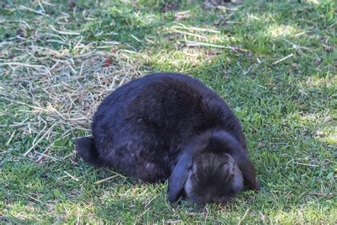 9 Lovable Lop Eared Rabbit Breeds With Pictures Unianimal