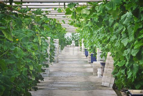 Cucumbers In Greenhouses Stock Image Colourbox