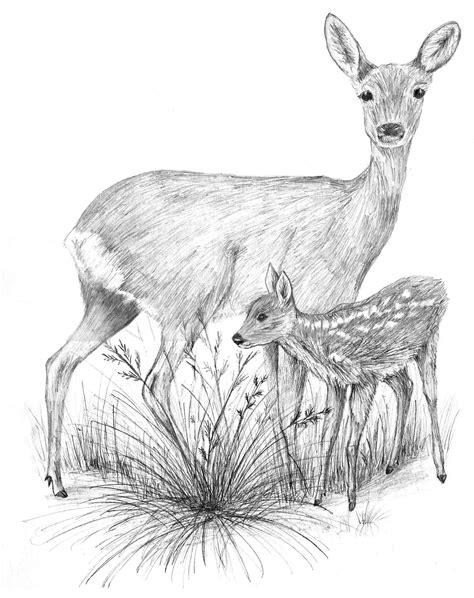 Deer Pencil Drawings At Explore Collection Of Deer