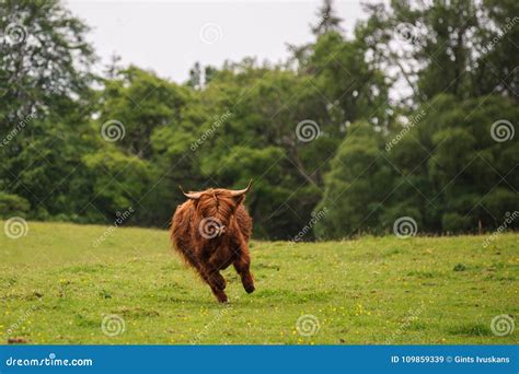 Running Highland S Cow Stock Image Image Of Vacation 109859339