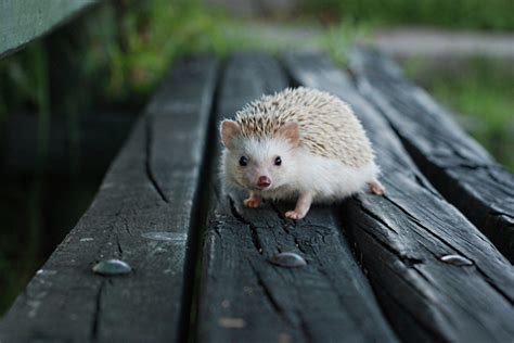 Hedgehog The Real Hedgehogs Foto 43385528 Fanpop
