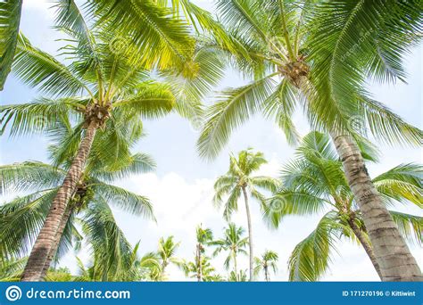 Closeup Coconut Palm Trees Perspective View Stock Photo Image Of