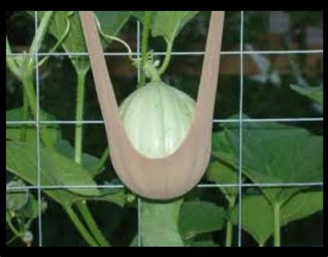 Melon Sling Growing Melons Houseplants Indoor Household Hacks Garden Landscaping Fairy
