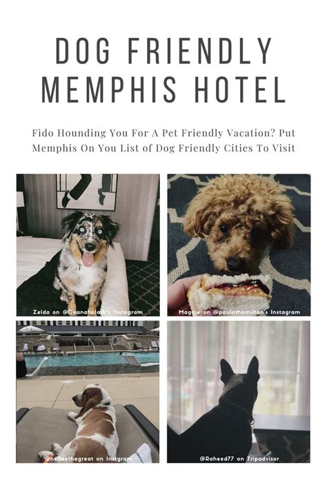pet friendly hotels memphis tn area - Ultra-Low Bloggers Photos
