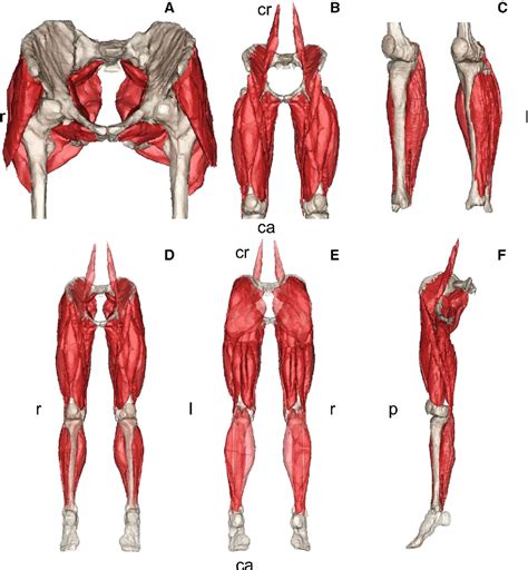 Reference Data On Muscle Volumes Of Healthy Human Pelvis And Lower