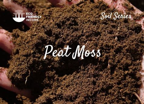 Peat Moss What Its Made Of And What Its Good For