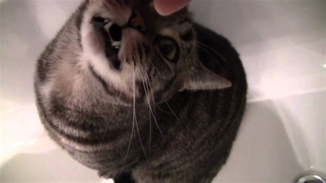 Bathtub Cat Youtube