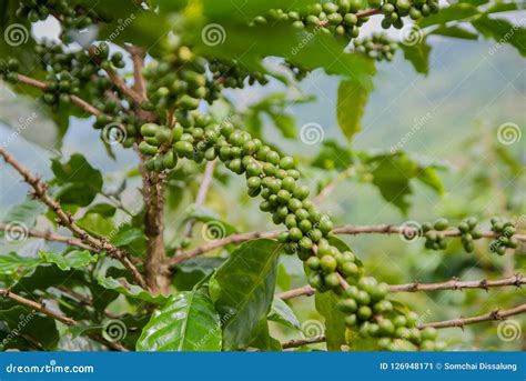 Coffee Tree Coffee Tree From Thailand Country Stock Image Image Of