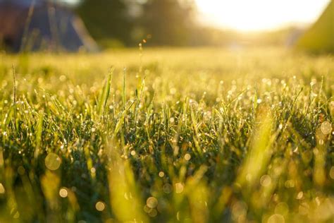 Morning Sunrise With Dew Drops On Green Grass Stock Image Image Of