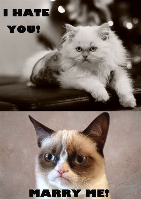 An Angry Cat Meme Mommy And I Made With My Kitten Lila
