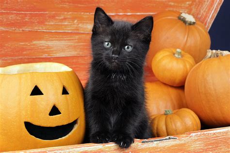 Kitten With Halloween Pumpkins Photograph By Mgl Meiklejohn Graphics