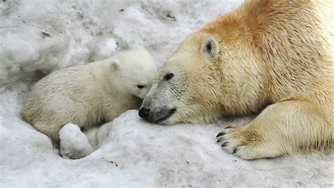 Polar definition/meaning