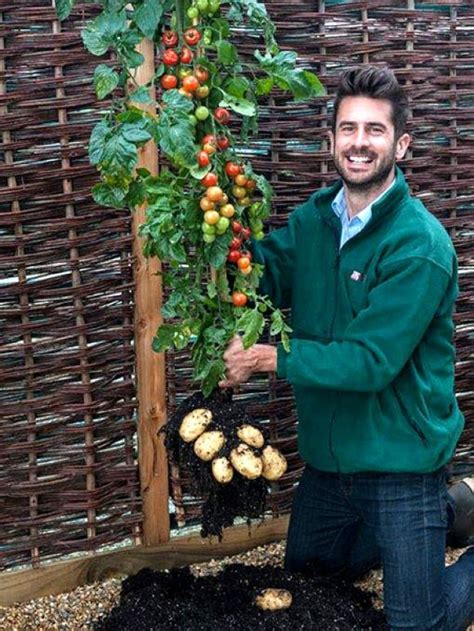 Zu gast in der realen landwirtschaft auf dem feld bei der kartoffelernte: Dank einer frühreifenden Tomatensorte können diese ...