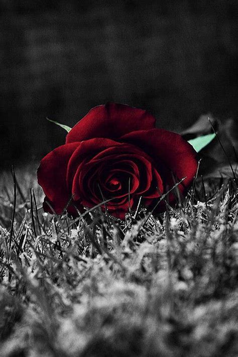 figlio-di-eva: “ 🌹 ” | Blumen hintergrund iphone, Blumentapete