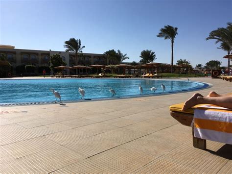 Introduce las fechas para empezar. "Pool" Desert Rose Resort (Hurghada) • HolidayCheck ...
