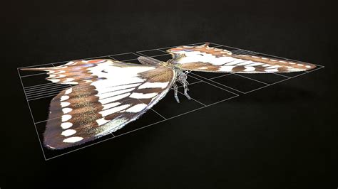 Butterfly 02 3d Model By Dragonssoul