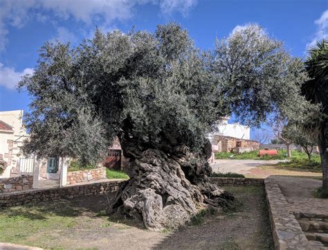 One Of The Oldest Olive Tree In The World 4000 Years Old