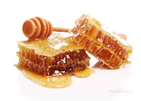Cannabis Honey Recipe Hempercamp