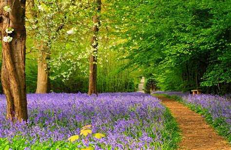 Bluebell Walks In Kent Where To See Bluebells In Kent All That Grows