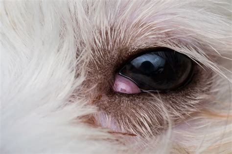 Cherry Eye In Dogs What It Is And How To Treat It Kingsdale Animal