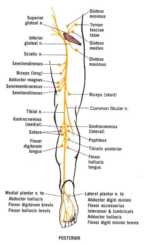 Nerves Of The Leg And Hip Modernheal