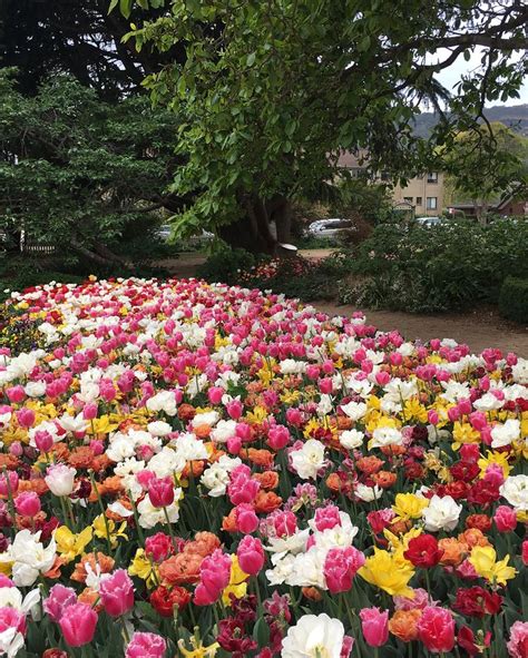 Bowral Has Become Famous For Its Tulip Festival Tulip Festival