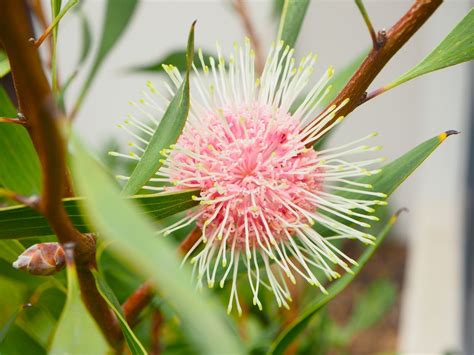 Hakea Laurina Stockdale Sensation Australian Native Plants