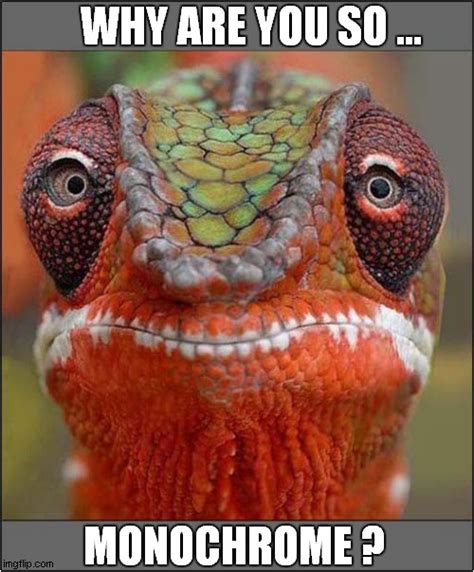 Confused Chameleon Imgflip