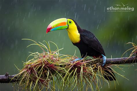 Keel Billed Toucan In Rain Costa Rica Keel Billed Toucan Toucans