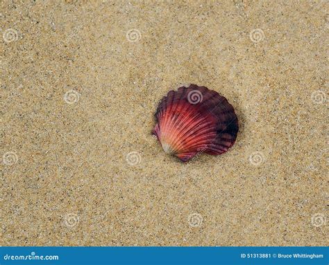 Red Sea Shell Stock Image Image Of Beach Shell Yellow 51313881