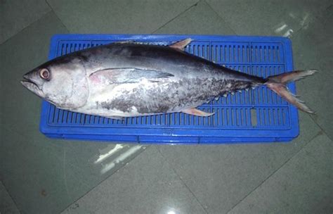 Yellowfin Tuna At Best Price In Veraval Gujarat Jamadar Exports