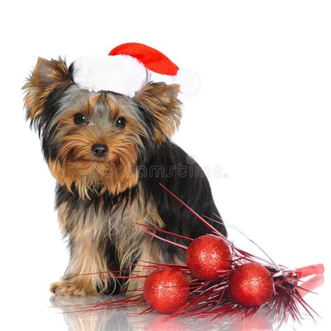 Yorkshire Terrier Puppy In A Santa Hat Stock Photo Image Of Sweet