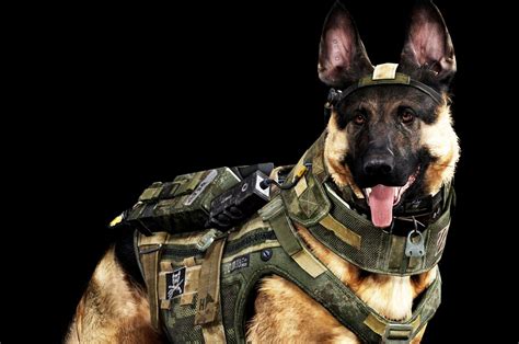 Meet Riley The Official Dog Of ‘call Of Duty