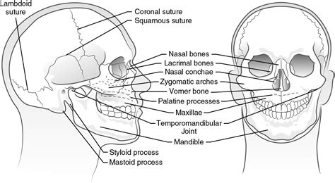 Nasal Septum Vomer Bone : In addition to the bones of the nose, the