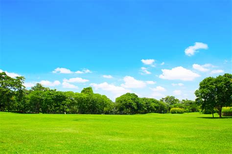 Green Park And Tree With Blue Sky Stock Photo Download Image Now Istock
