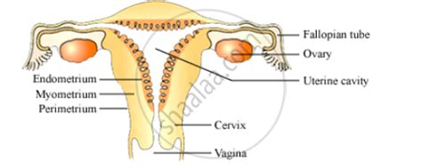 Draw A Labelled Diagram Of The Human Female Reproductive System With