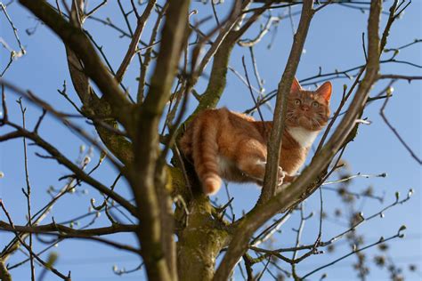 Firefighters Attempt To Rescue Cat Stuck In Tree Backfires Had One