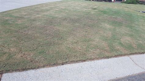 Bermuda Grass Brown Patch In The Ask A Question Forum