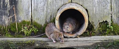 Because of the range of spatial and temporal scales experienced by these organisms, we advocate. Commercial pest control | AL Pest Solutions