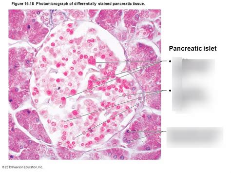 Pancreas Histology Diagram Quizlet