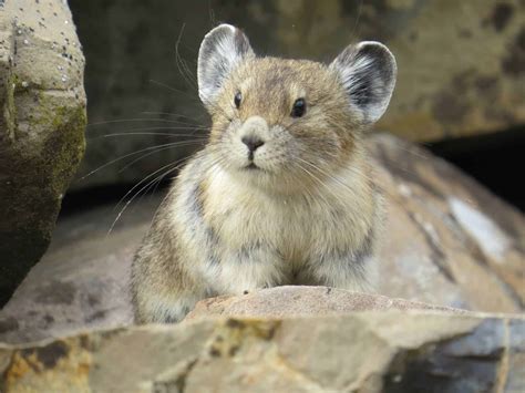 American Pika Profile And Information