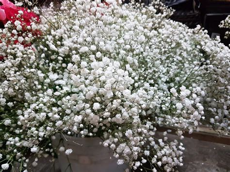 Gypsophila Babys Breath Toronto Bulk Flowers Wholesale Flower Roses