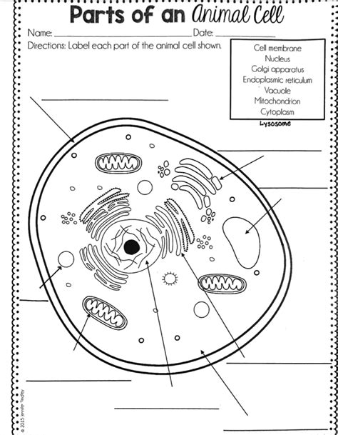 6th Grade Animal Cell Diagram Quizlet