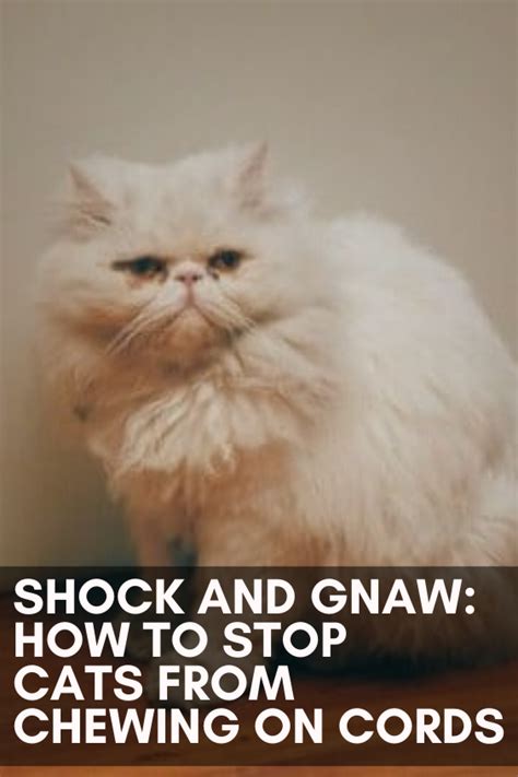 Sometimes, improving the overall health of your cat is enough to stop them from chewing on cords. Shock and Gnaw: How to Stop Cats From Chewing on Cords in ...