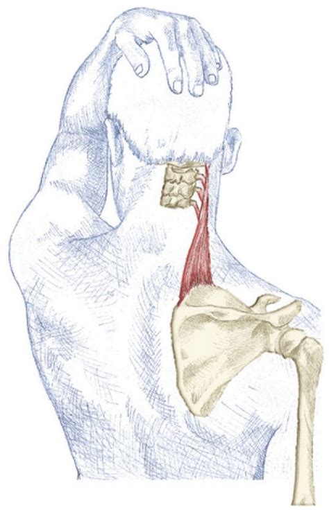 The Levator Scapulae Runs Between The Upper Part Of The Shoulder Blades